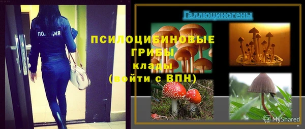 прущие грибы Абаза
